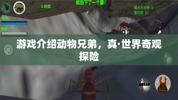 動(dòng)物兄弟，真·世界奇觀探險(xiǎn)