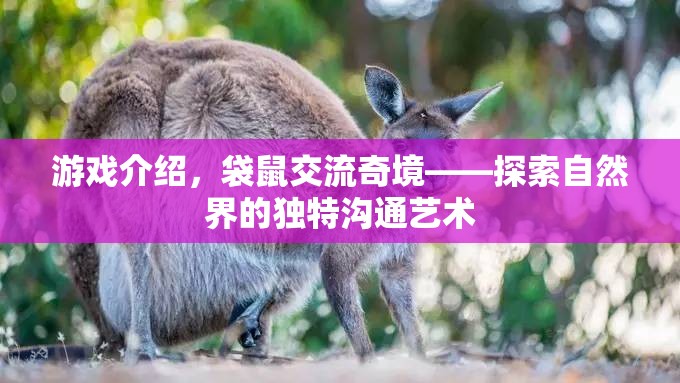袋鼠交流奇境，探索自然界的獨特溝通藝術(shù)