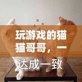 貓貓哥哥的溫馨趣玩冒險，一場游戲中的奇妙旅程