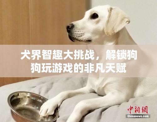 犬界智趣大挑戰(zhàn)，解鎖狗狗的非凡游戲天賦