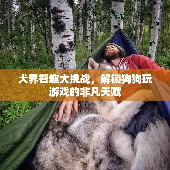 犬界智趣大挑戰(zhàn)，解鎖狗狗的非凡游戲天賦