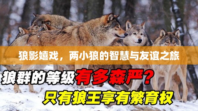 狼影嬉戲，兩小狼的智慧與友誼之旅