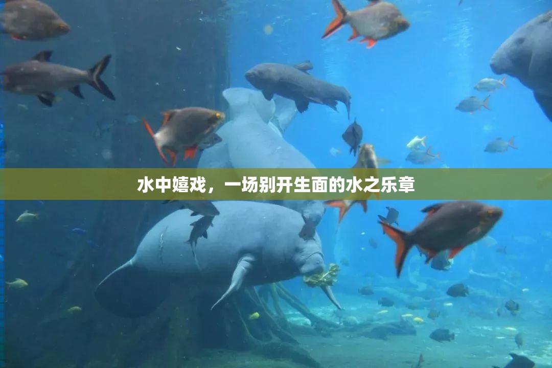 水中嬉戲，奏響別開生面的水之樂章