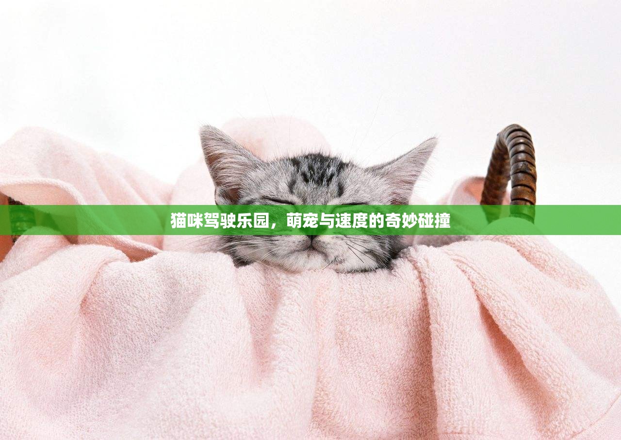萌寵與速度的奇妙碰撞，貓咪駕駛樂園的歡樂盛宴