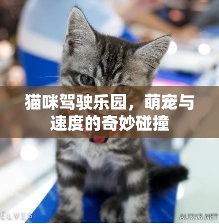 萌寵與速度的奇妙碰撞，貓咪駕駛樂園的歡樂盛宴