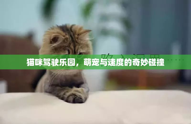 萌寵與速度的奇妙碰撞，貓咪駕駛樂園的歡樂盛宴