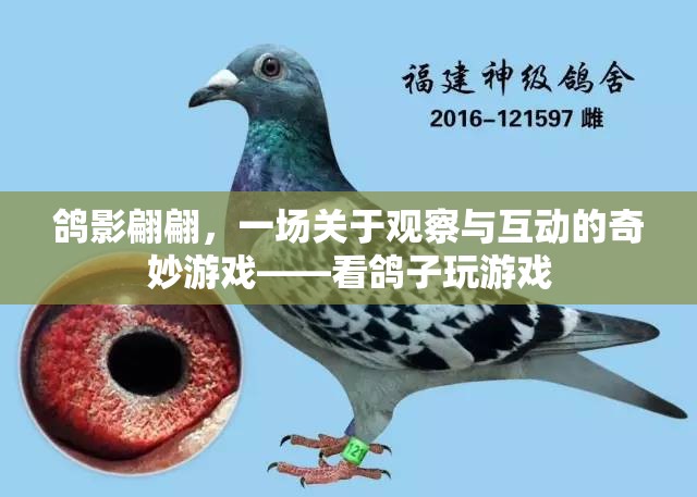鴿影翩翩，一場觀察與互動的奇妙游戲