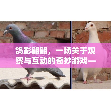 鴿影翩翩，一場觀察與互動的奇妙游戲