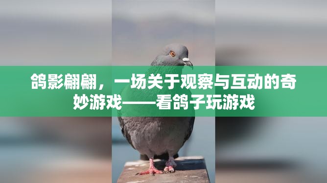 鴿影翩翩，一場觀察與互動的奇妙游戲
