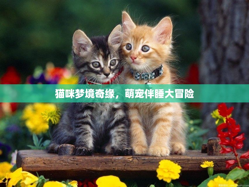 貓咪夢(mèng)境奇緣，萌寵伴睡的溫馨大冒險(xiǎn)