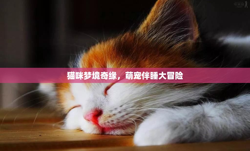 貓咪夢(mèng)境奇緣，萌寵伴睡的溫馨大冒險(xiǎn)