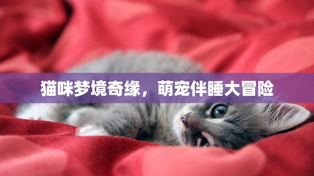 貓咪夢(mèng)境奇緣，萌寵伴睡的溫馨大冒險(xiǎn)
