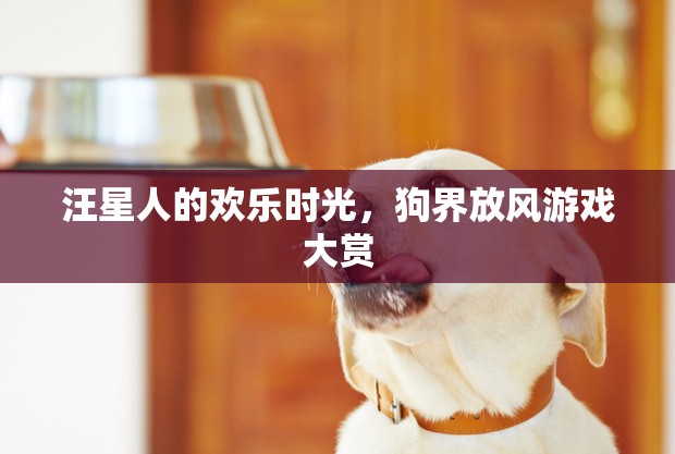 汪星人歡樂時(shí)光，狗界放風(fēng)游戲大賞