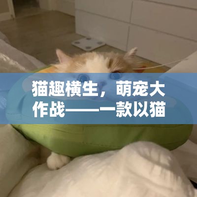 萌寵大作戰(zhàn)，貓趣橫生的游戲世界