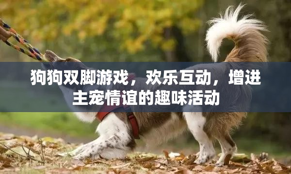 歡樂雙腳游戲，增進主寵情誼的趣味互動
