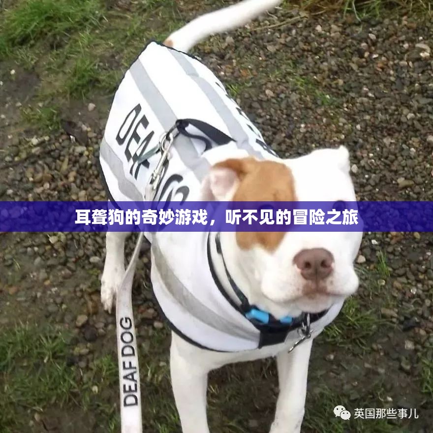 耳聾狗的奇妙游戲，聽不見的冒險之旅