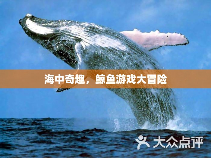 海中奇趣，鯨魚游戲大冒險