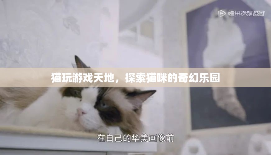 貓咪的奇幻樂園，探索貓玩游戲天地的樂趣