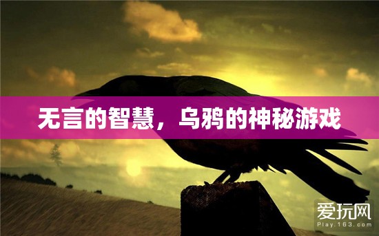 烏鴉的神秘游戲，無言的智慧