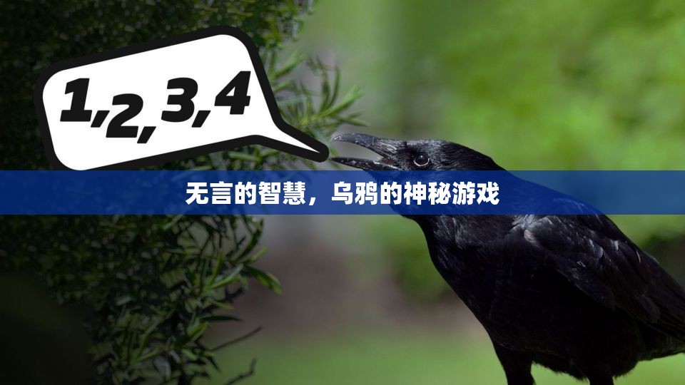 烏鴉的神秘游戲，無言的智慧