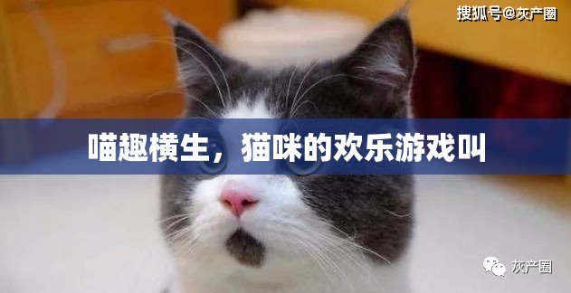 喵趣橫生，貓咪的歡樂游戲大賞