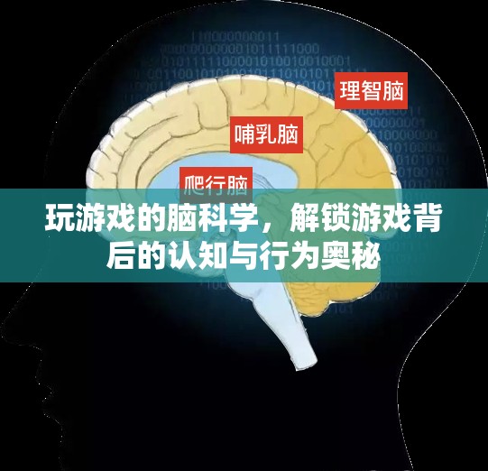游戲背后的腦科學(xué)，解鎖認(rèn)知與行為奧秘