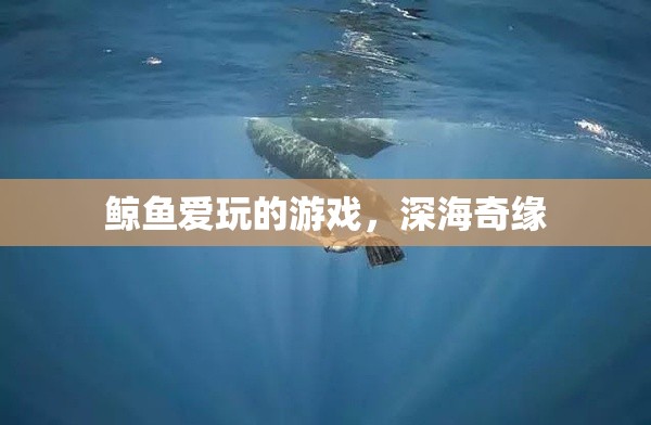 深海奇緣，鯨魚的夢幻游戲