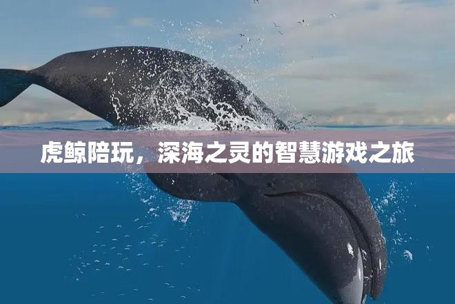 虎鯨伴游，深海之靈的智慧游戲探索