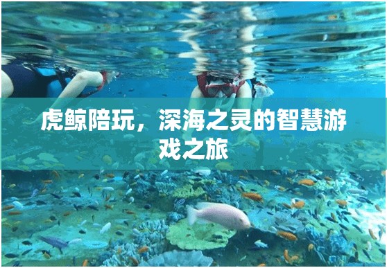 虎鯨伴游，深海之靈的智慧游戲探索