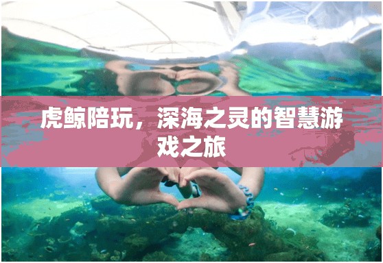 虎鯨伴游，深海之靈的智慧游戲探索