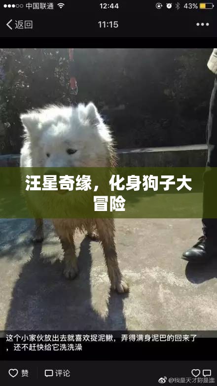 汪星奇緣，狗子大冒險