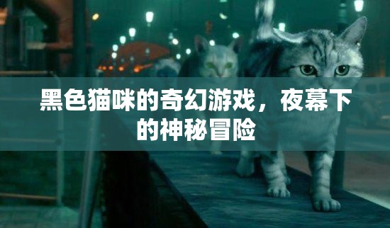 夜幕下的神秘冒險(xiǎn)，黑色貓咪的奇幻游戲