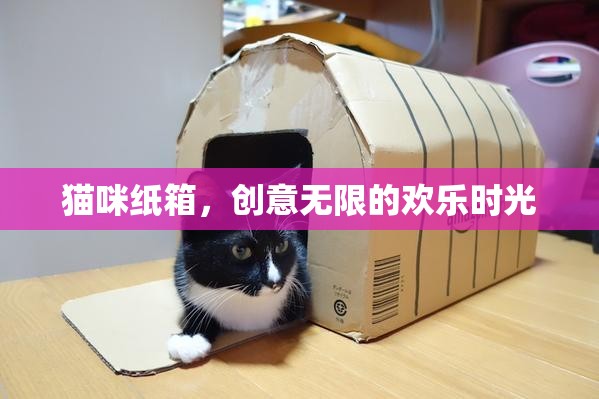 貓咪與紙箱，創(chuàng)意無限的歡樂時光