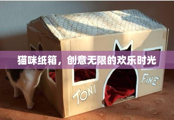 貓咪與紙箱，創(chuàng)意無限的歡樂時光