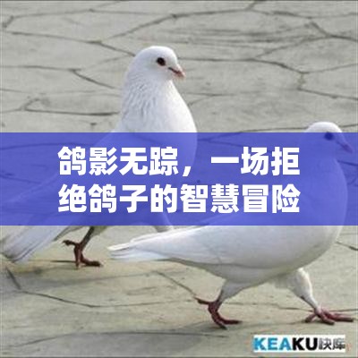 鴿影無蹤，一場拒絕鴿子的智慧冒險