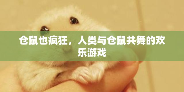 倉鼠狂歡，人類與小寵物的歡樂共舞