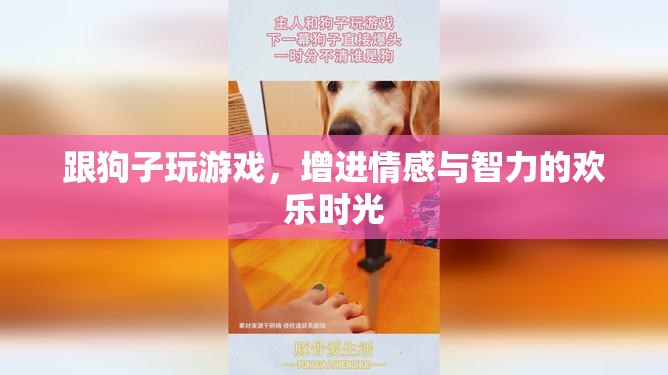 與愛犬共舞，游戲中的情感與智力成長(zhǎng)歡樂時(shí)光