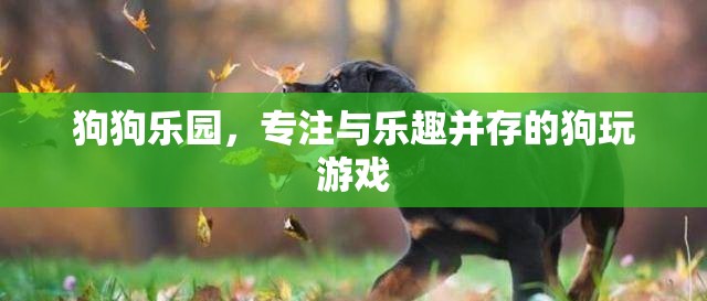 狗狗樂園，專為寵物打造的樂趣與游戲天堂