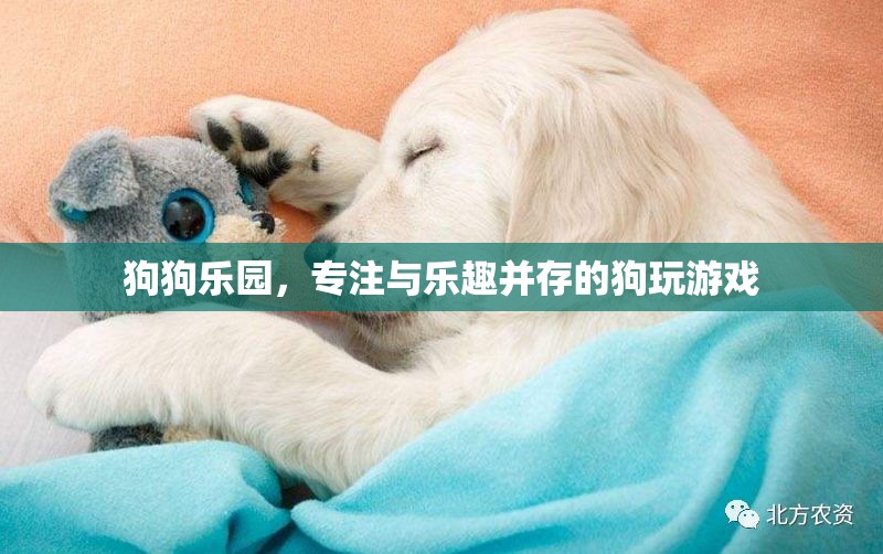 狗狗樂園，專為寵物打造的樂趣與游戲天堂