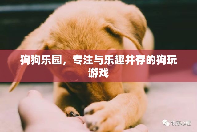 狗狗樂園，專為寵物打造的樂趣與游戲天堂