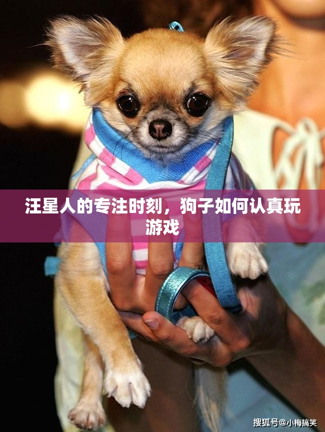 汪星人的專注時刻，狗子如何認(rèn)真玩游戲