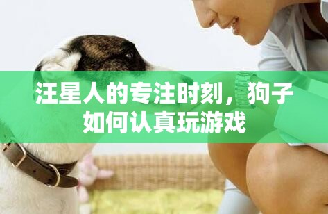 汪星人的專注時刻，狗子如何認(rèn)真玩游戲