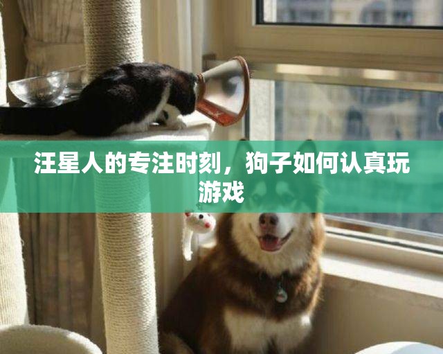 汪星人的專注時刻，狗子如何認(rèn)真玩游戲