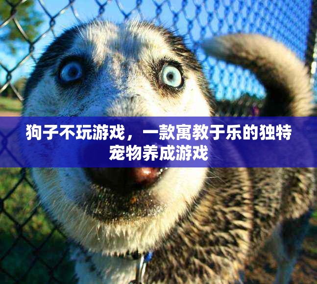 寓教于樂，狗子不玩游戲的獨特寵物養(yǎng)成體驗