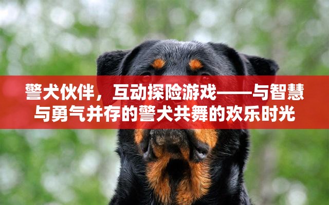 警犬伙伴，智慧與勇氣的互動(dòng)探險(xiǎn)游戲