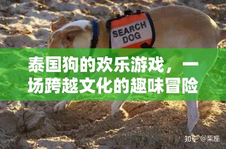 泰國狗的歡樂游戲，一場跨越文化的趣味冒險之旅  第3張