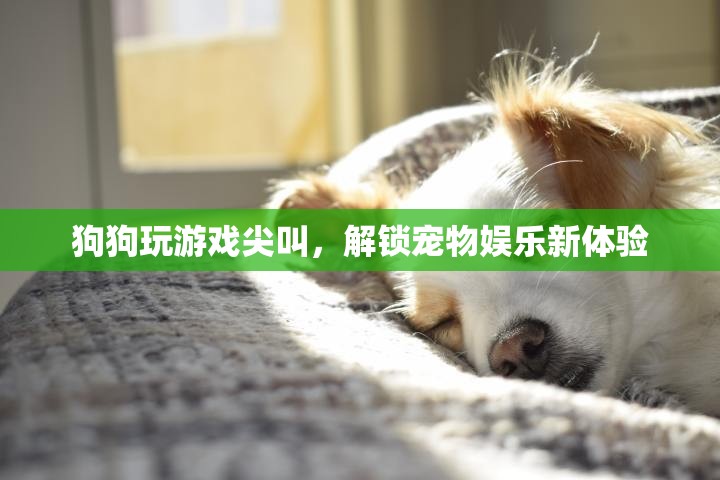 狗狗玩游戲尖叫解鎖寵物娛樂(lè)新體驗(yàn)