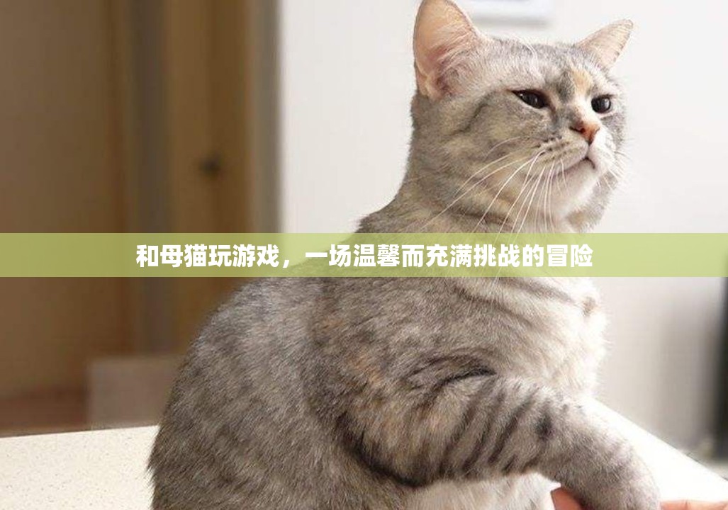 母貓游戲，溫馨挑戰(zhàn)，冒險(xiǎn)無(wú)限