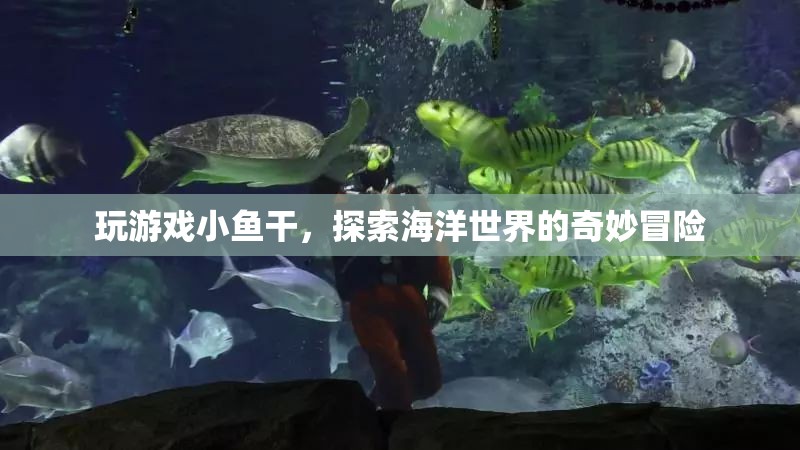 探索海洋奧秘，小魚干冒險(xiǎn)之旅