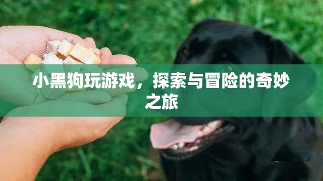 小黑狗的游戲冒險(xiǎn)之旅
